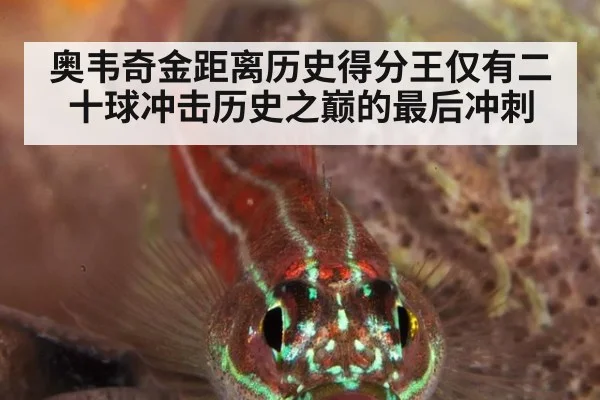 奥韦奇金距离历史得分王仅有二十球冲击历史之巅的最后冲刺